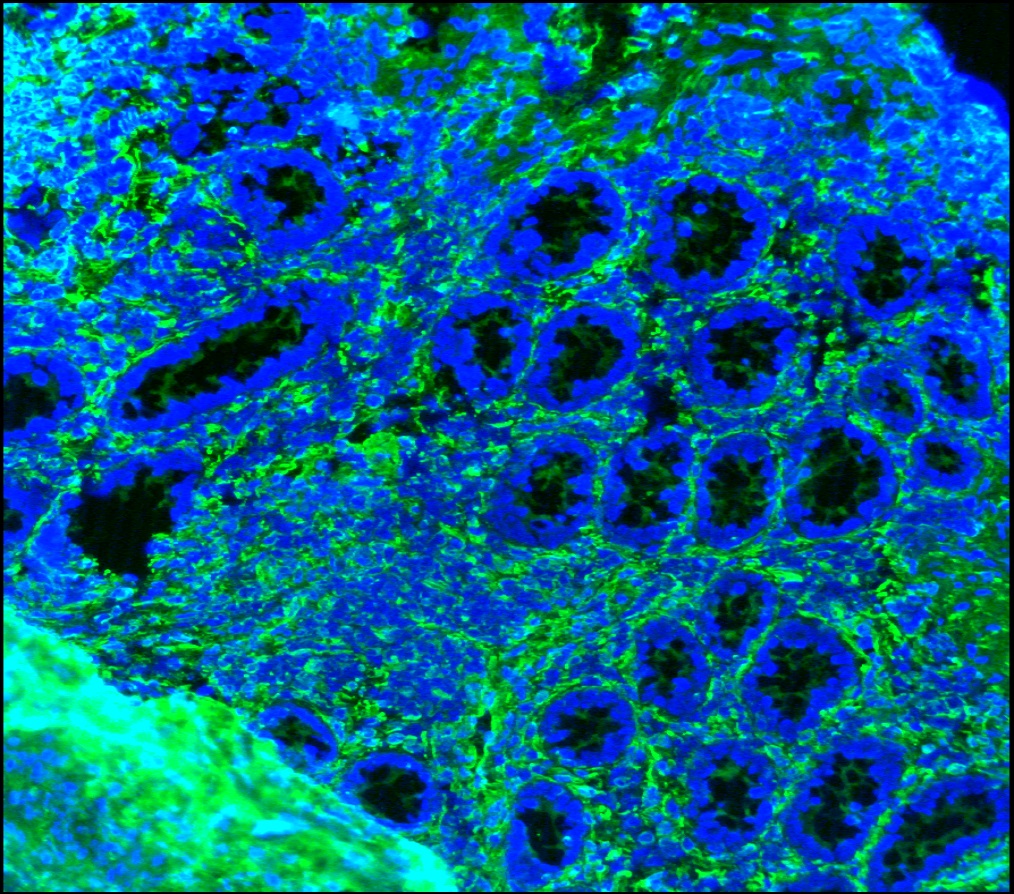 Figure 14. Immunohistochemistry on frozen section of swine colon showing positive staining in connective tissue cells and no reactivity in epithelial cells. Nuclear staning with DAPI.